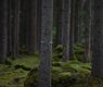 forest-4505247_640